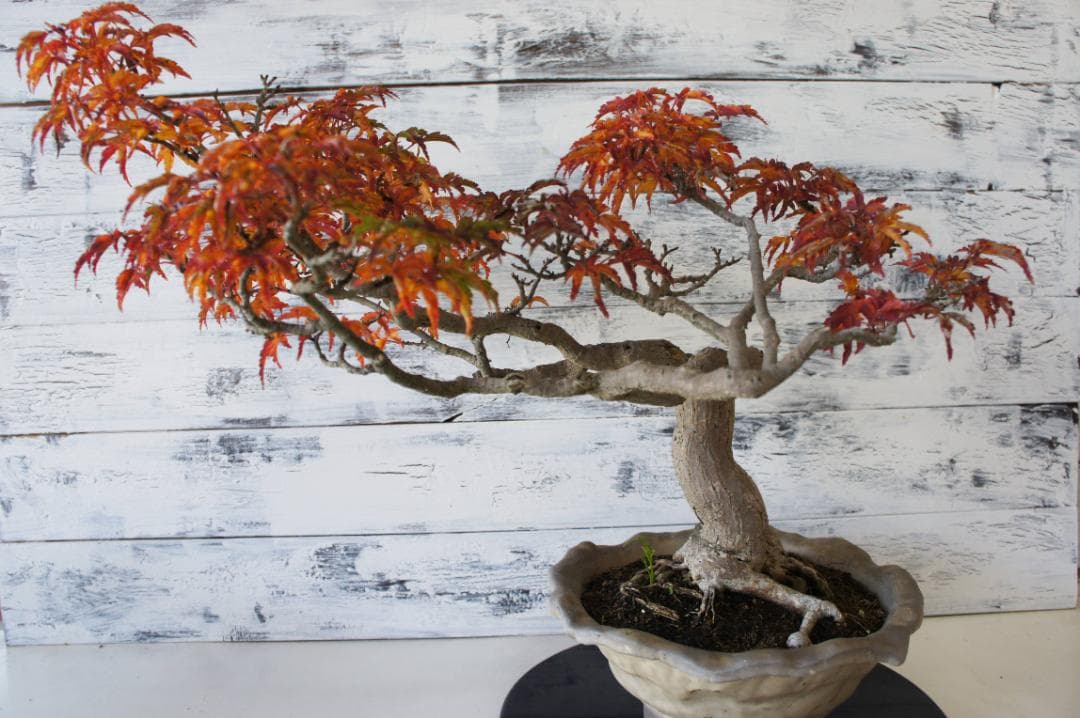 盆栽 『獅子頭』 紅葉 インテリア 観葉植物 ガーデニング 送料無料 b117