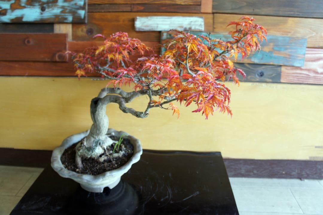 盆栽 『獅子頭』 紅葉 インテリア 観葉植物 ガーデニング 送料無料 b117