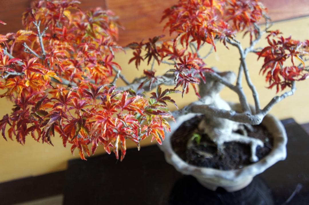 盆栽 『獅子頭』 紅葉 インテリア 観葉植物 ガーデニング 送料無料 b117