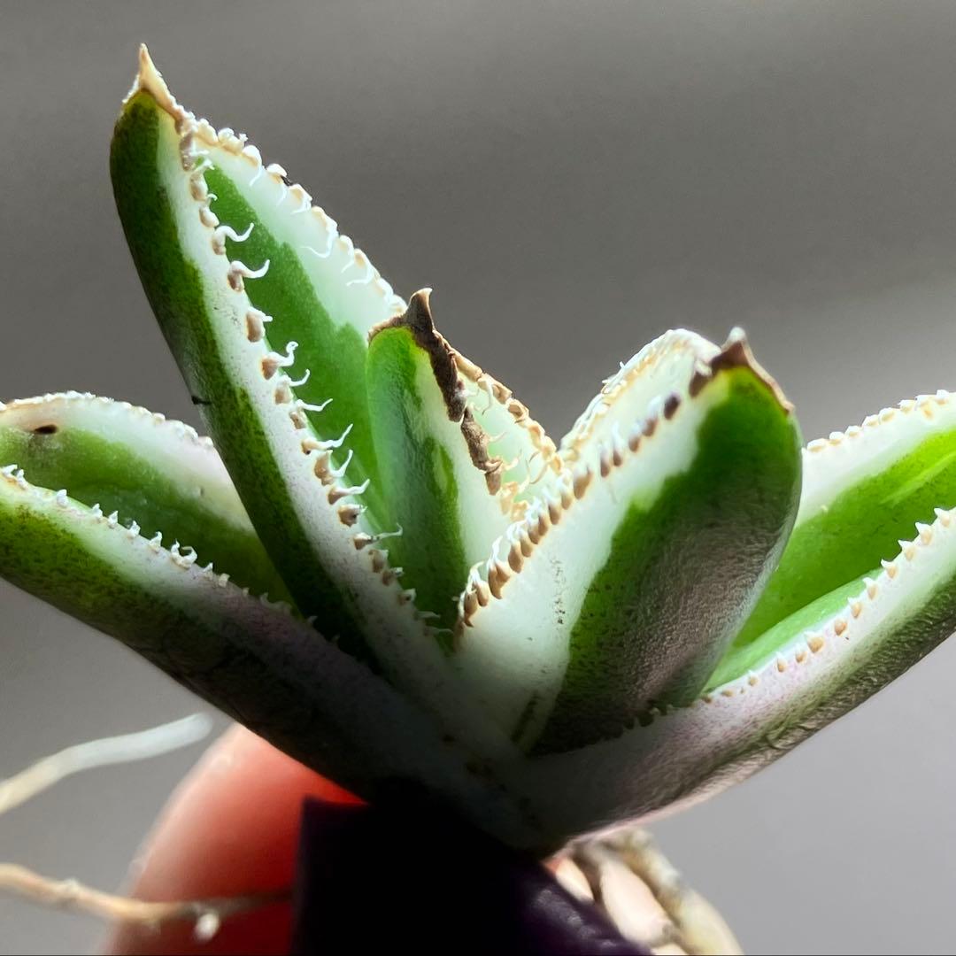 G*n様 希少【週末オークション】②匿名配送　アガべ　豆豆龍錦　覆輪斑　TC