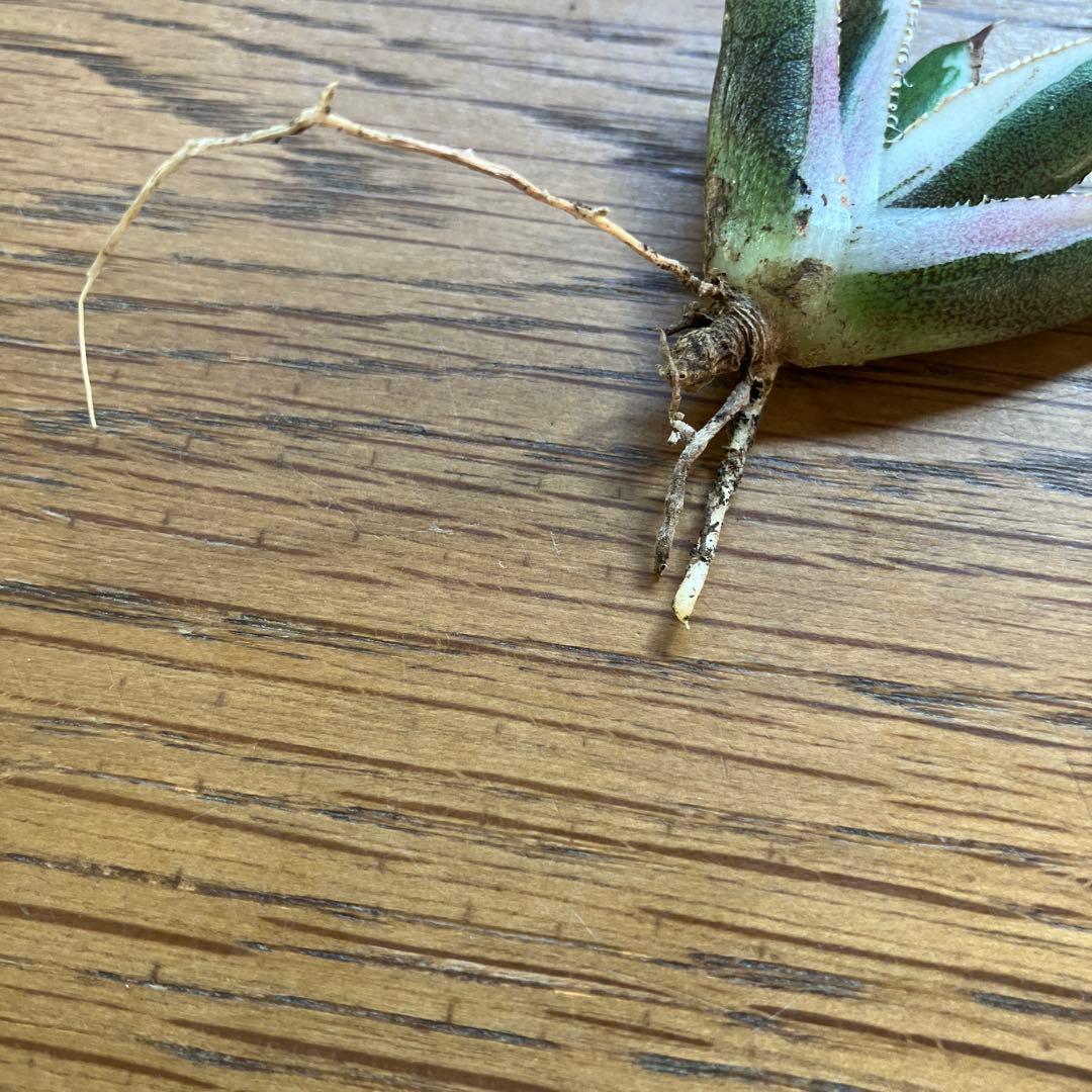 G*n様 希少【週末オークション】②匿名配送　アガべ　豆豆龍錦　覆輪斑　TC