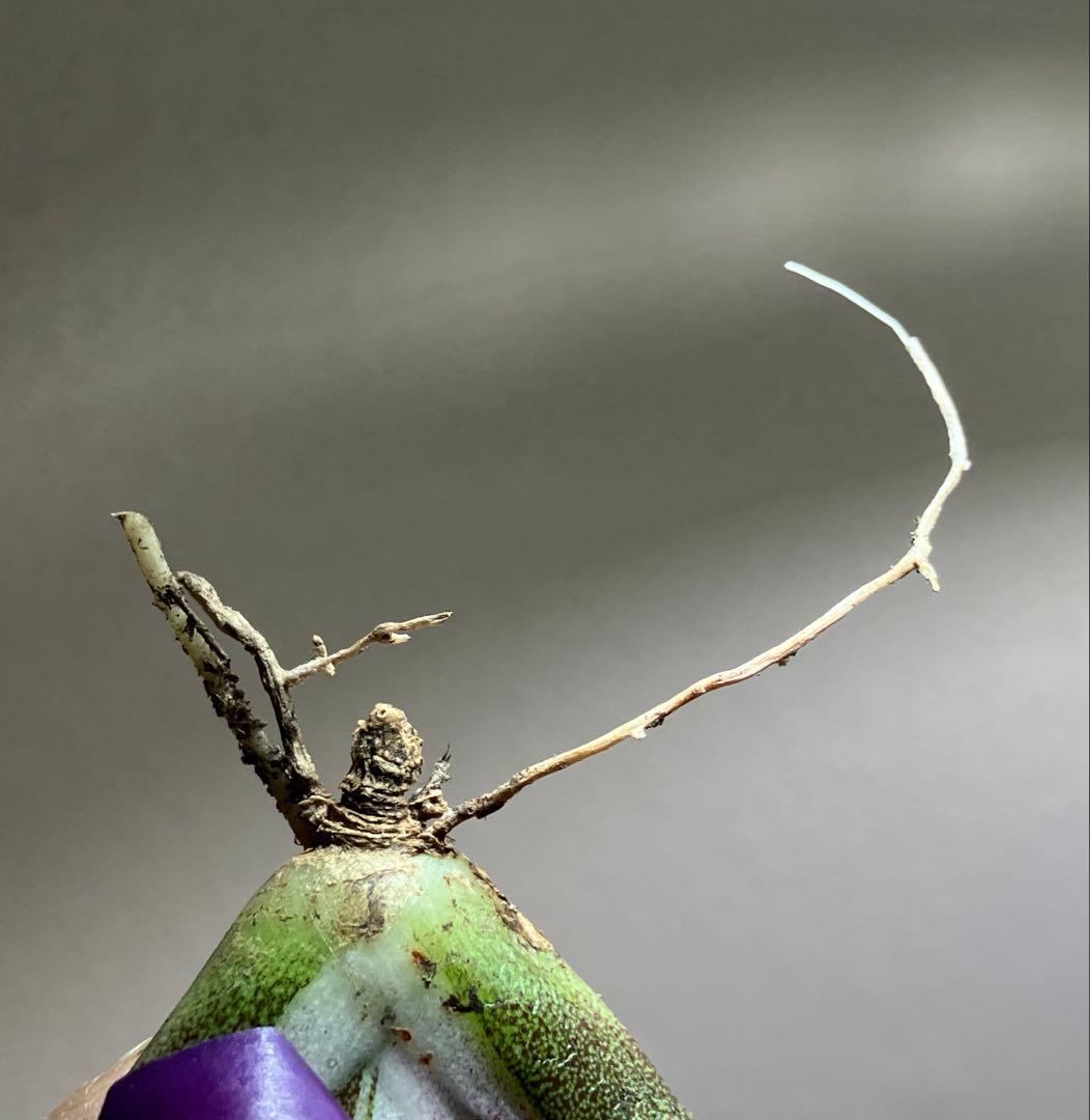 G*n様 希少【週末オークション】②匿名配送　アガべ　豆豆龍錦　覆輪斑　TC