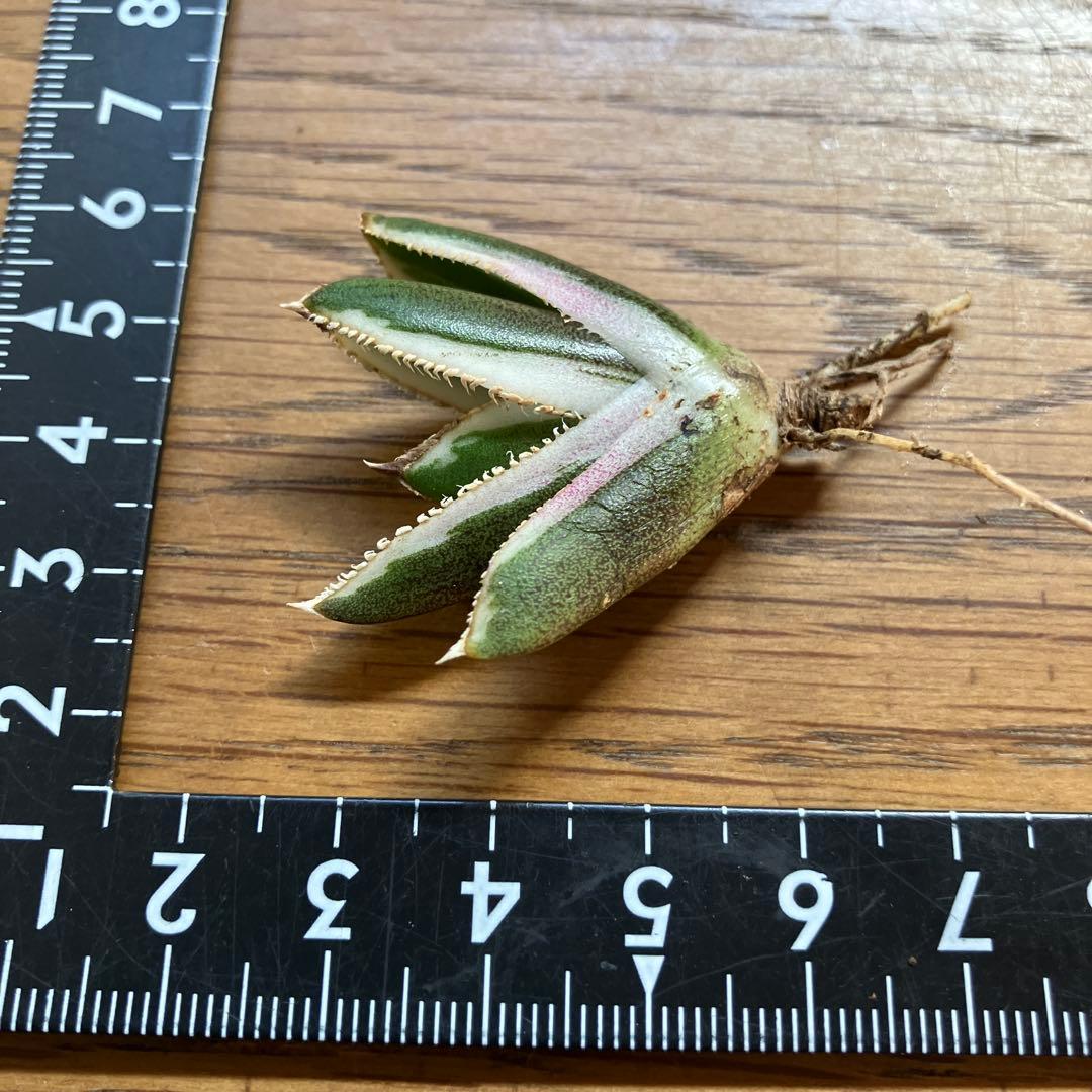 G*n様 希少【週末オークション】②匿名配送　アガべ　豆豆龍錦　覆輪斑　TC