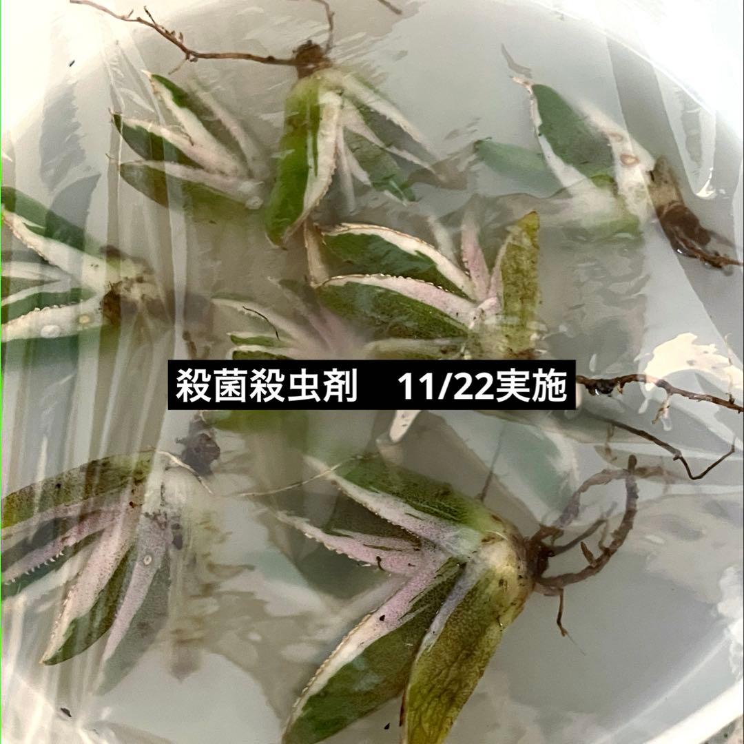 G*n様 希少【週末オークション】②匿名配送　アガべ　豆豆龍錦　覆輪斑　TC