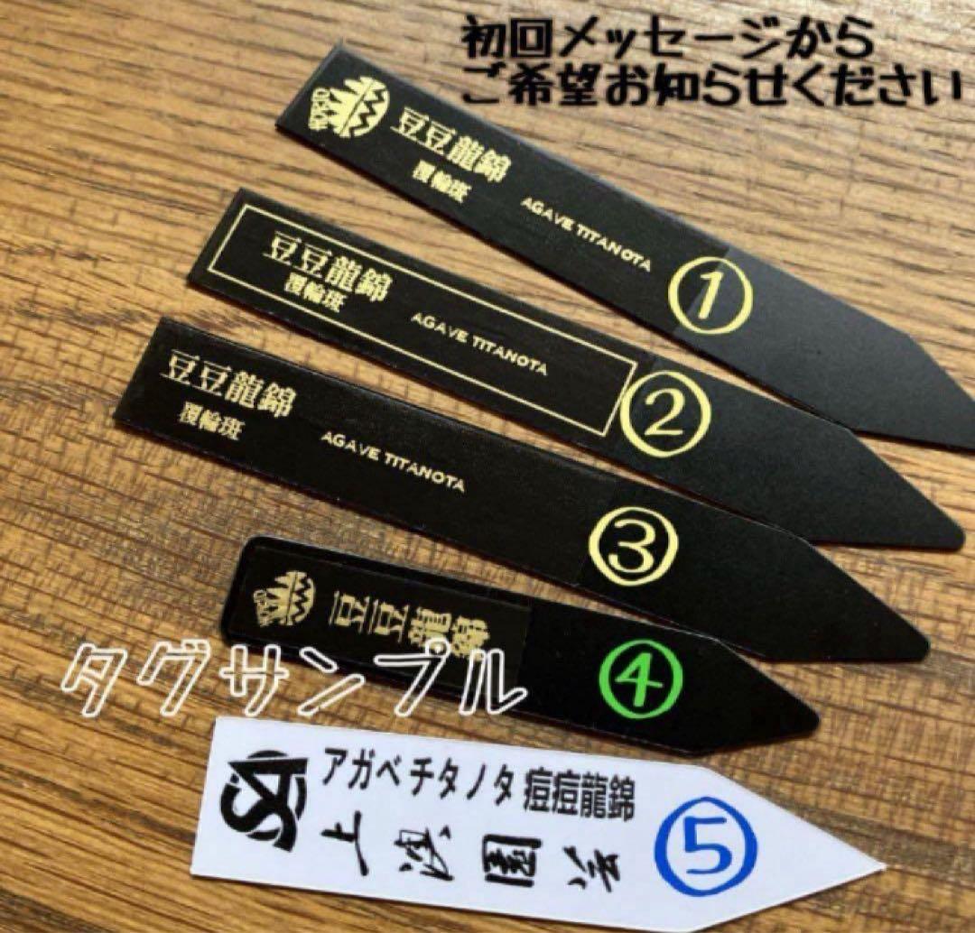 G*n様 希少【週末オークション】②匿名配送　アガべ　豆豆龍錦　覆輪斑　TC