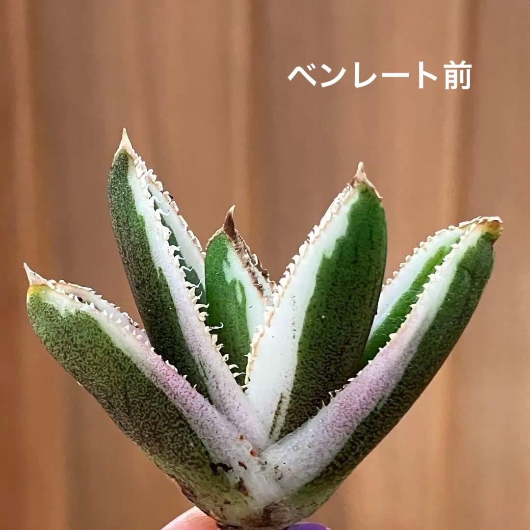 G*n様 希少【週末オークション】②匿名配送　アガべ　豆豆龍錦　覆輪斑　TC