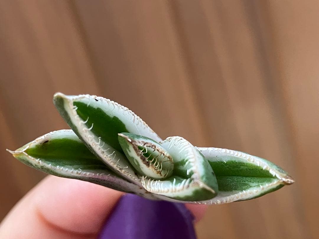 G*n様 希少【週末オークション】②匿名配送　アガべ　豆豆龍錦　覆輪斑　TC