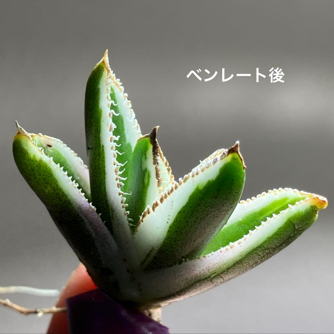 G*n様 希少【週末オークション】②匿名配送　アガべ　豆豆龍錦　覆輪斑　TC