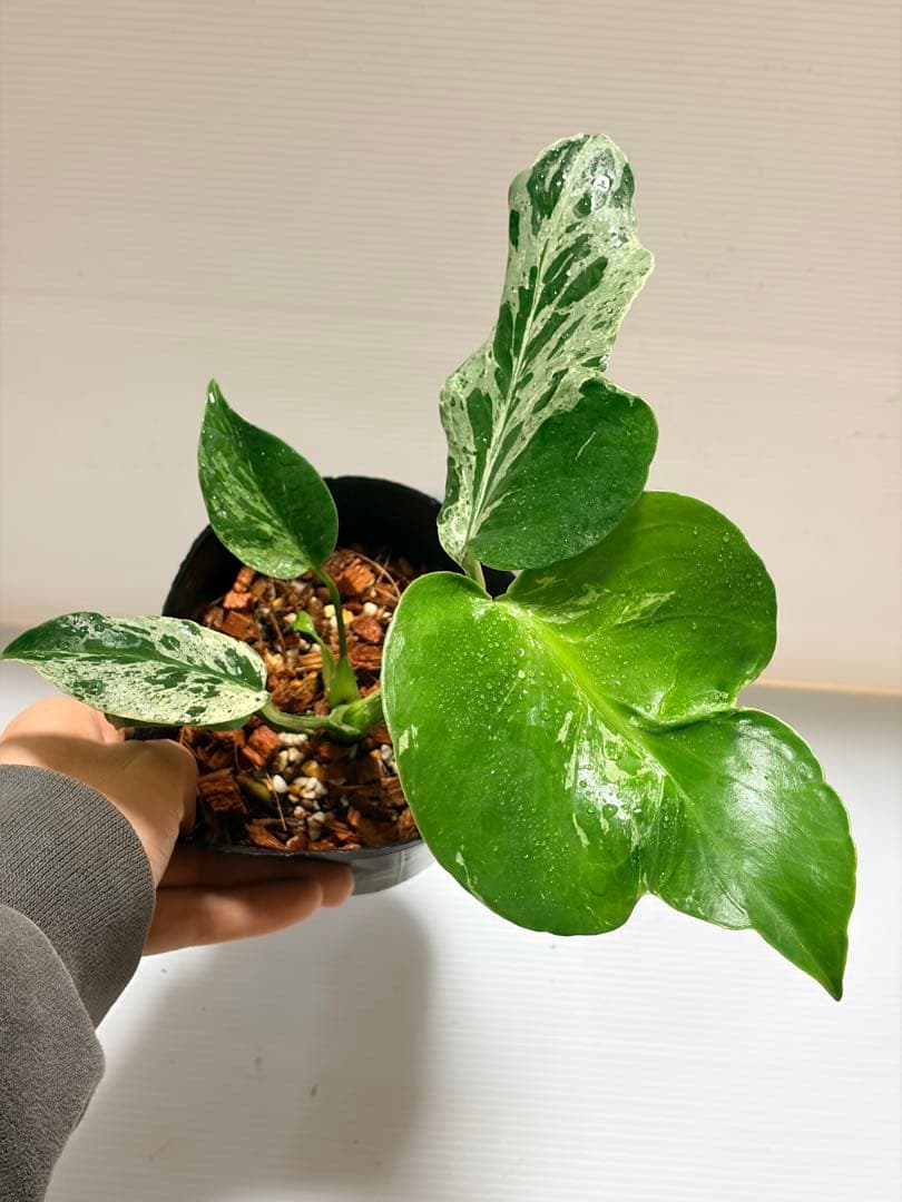 ☆美株☆ モンステラ バルバソー バルバソウル フシギダネ - メルカリ