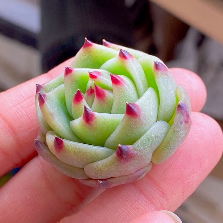 ブルードラゴン②