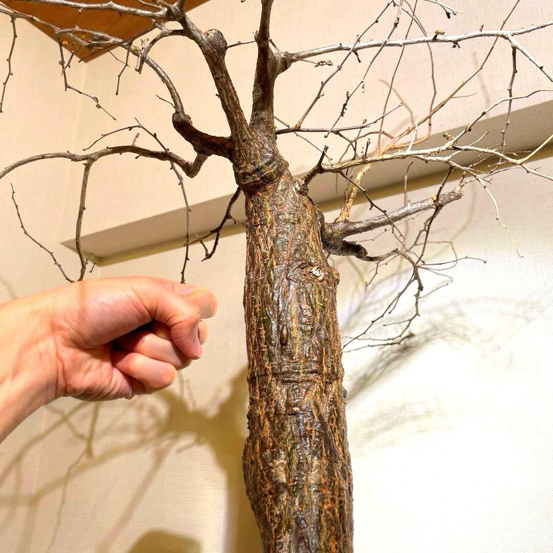 極太 巨木感 低重心 Bonsai 激渋 発根済 オペルクリカリア デカリー