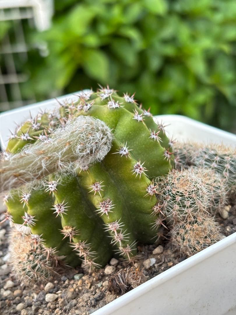 【現品】　多肉植物　花サボテン　風雅