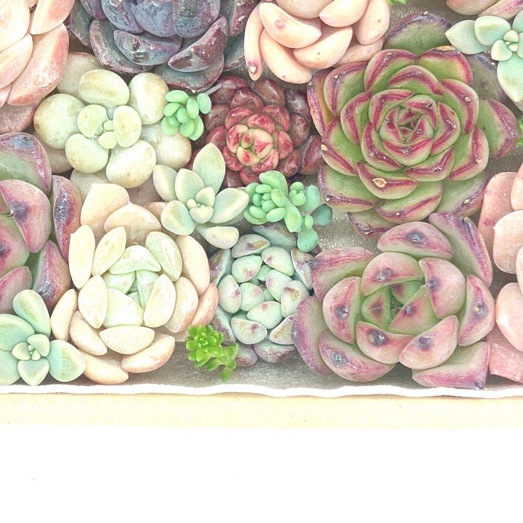 エケベリア 多肉植物 寄せ植えセット カット苗 セダム 韓国苗 多肉弁当