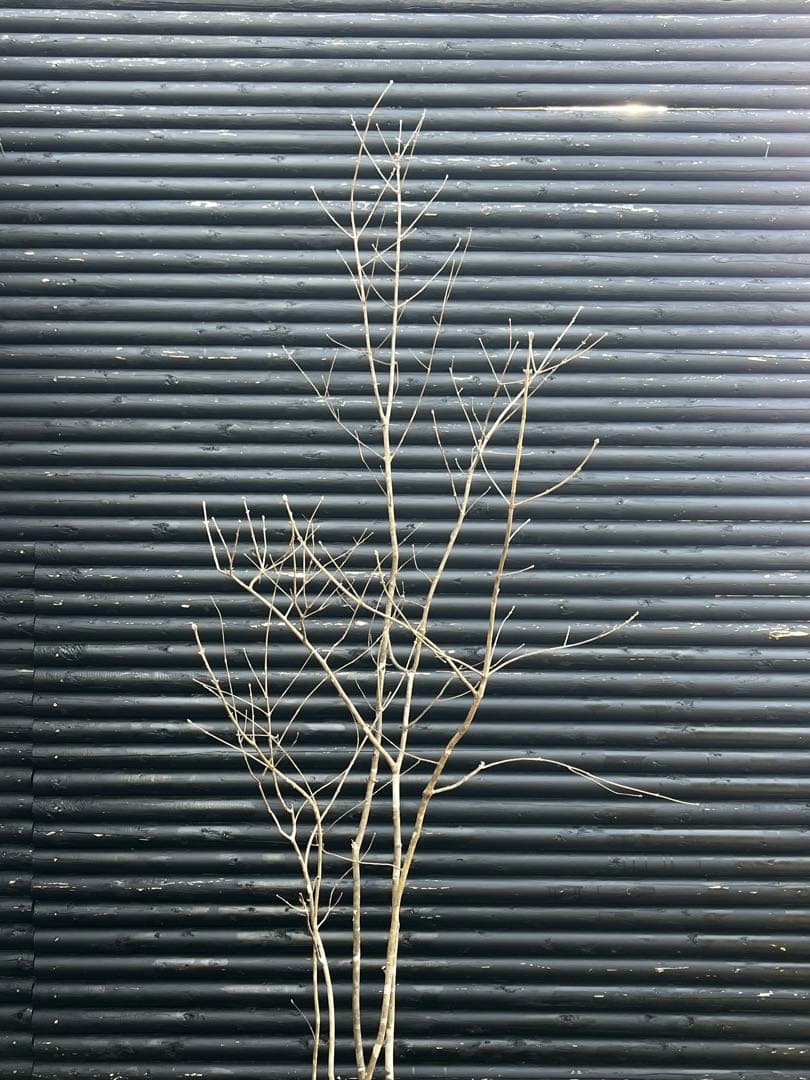 山採り天然　アオダモ　5本株立ち　6