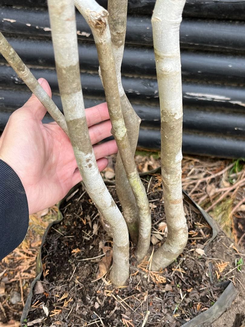 山採り天然　アオダモ　5本株立ち　6