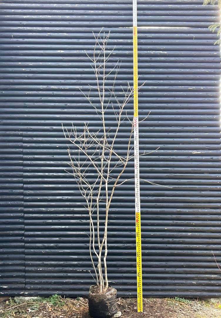 山採り天然　アオダモ　5本株立ち　6