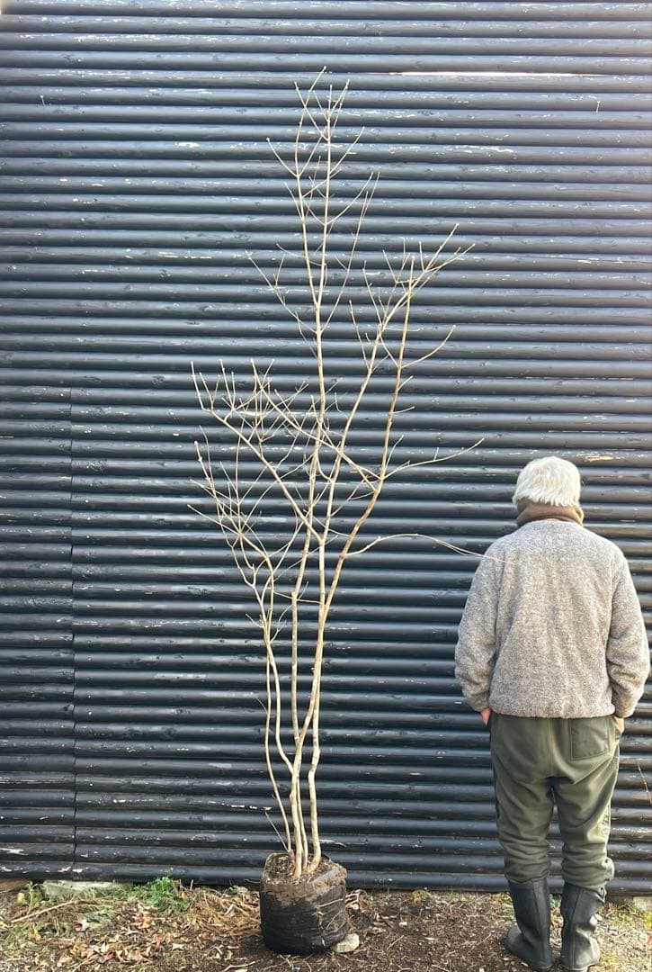 山採り天然　アオダモ　5本株立ち　6