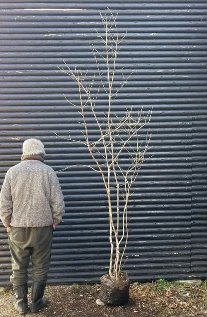 山採り天然　アオダモ　5本株立ち　6