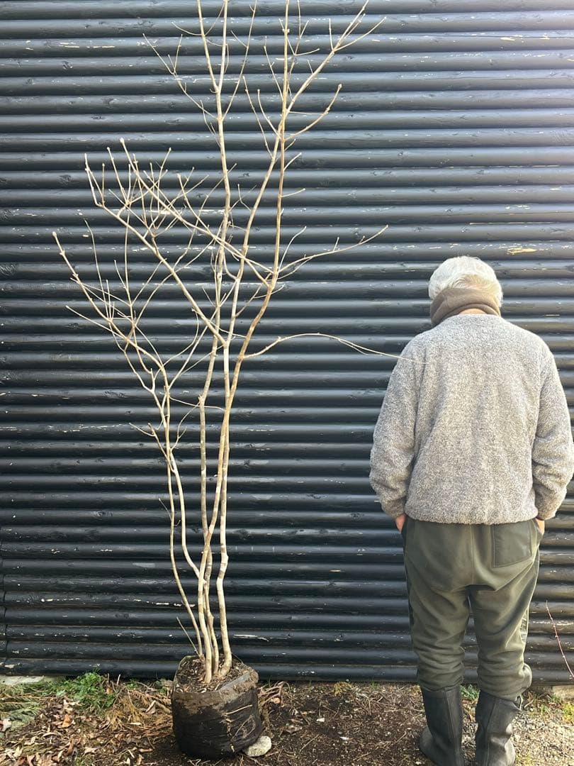 山採り天然　アオダモ　5本株立ち　6