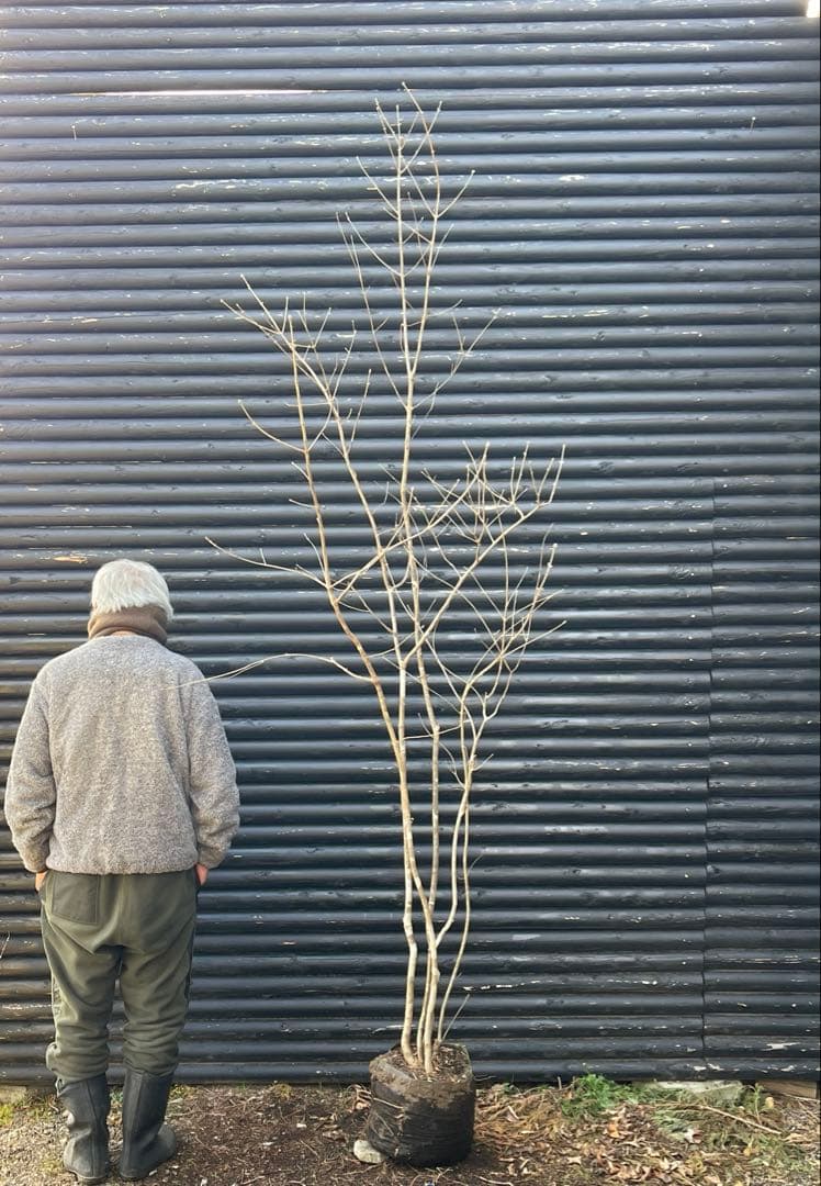 山採り天然　アオダモ　5本株立ち　6