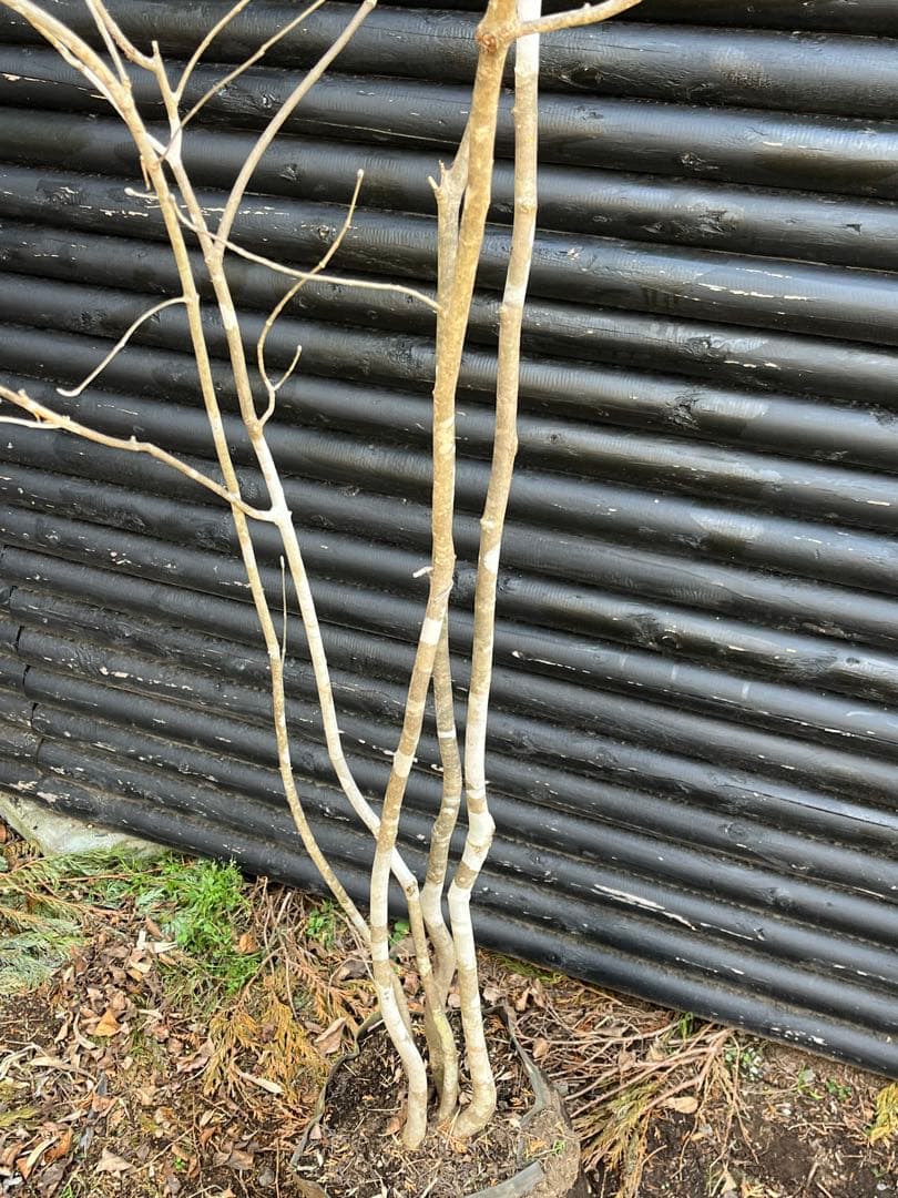 山採り天然　アオダモ　5本株立ち　6