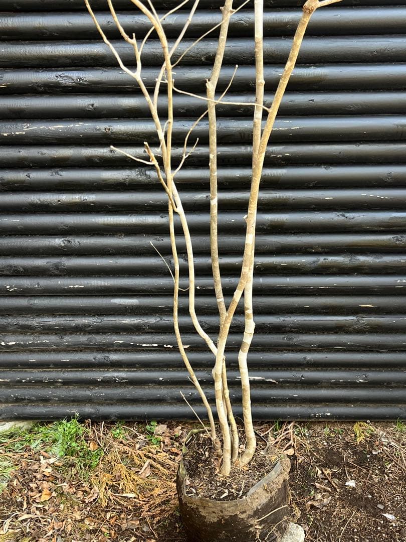 山採り天然　アオダモ　5本株立ち　6