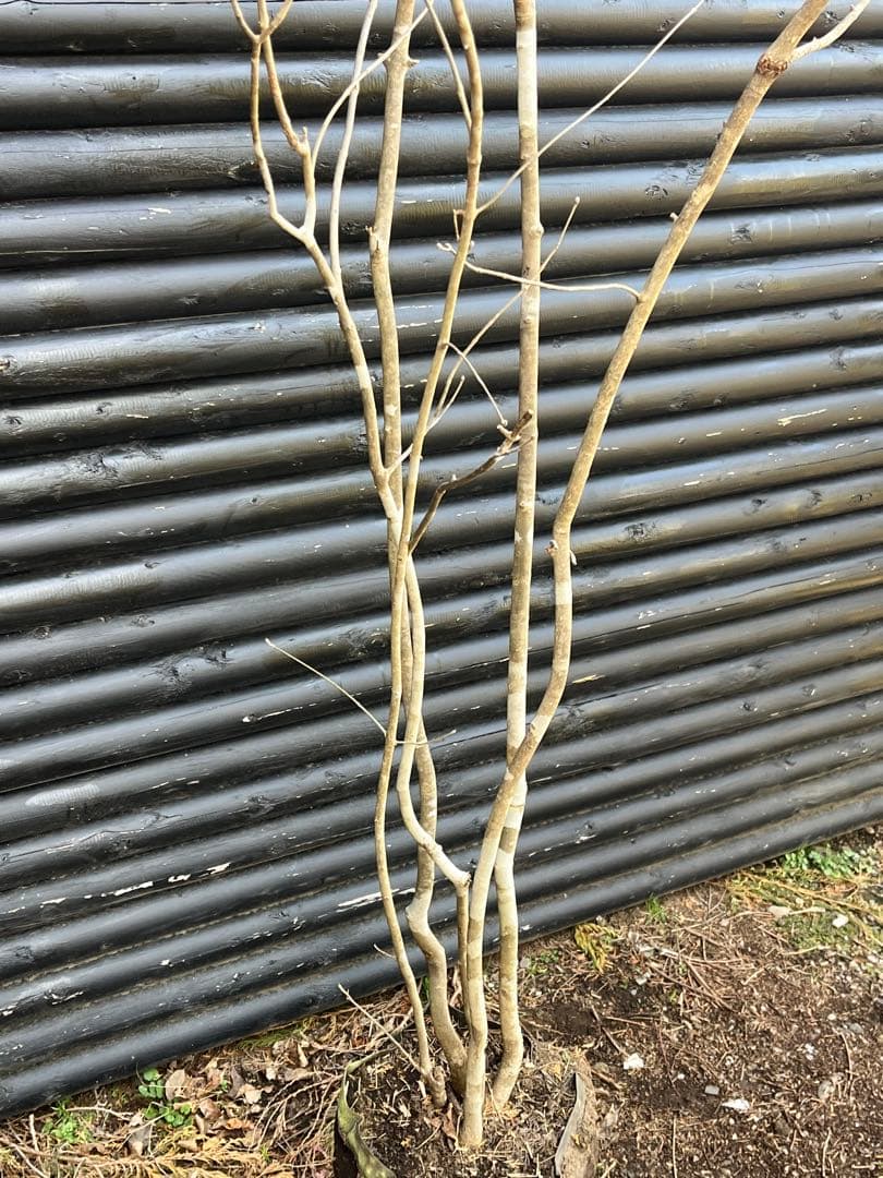 山採り天然　アオダモ　5本株立ち　6