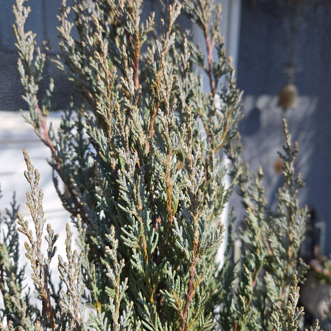 コニファー　ムーングロー　10号　特大苗木最高等級　初売り‼️