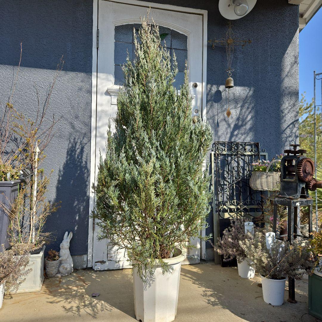 コニファー　ムーングロー　10号　特大苗木最高等級　初売り‼️