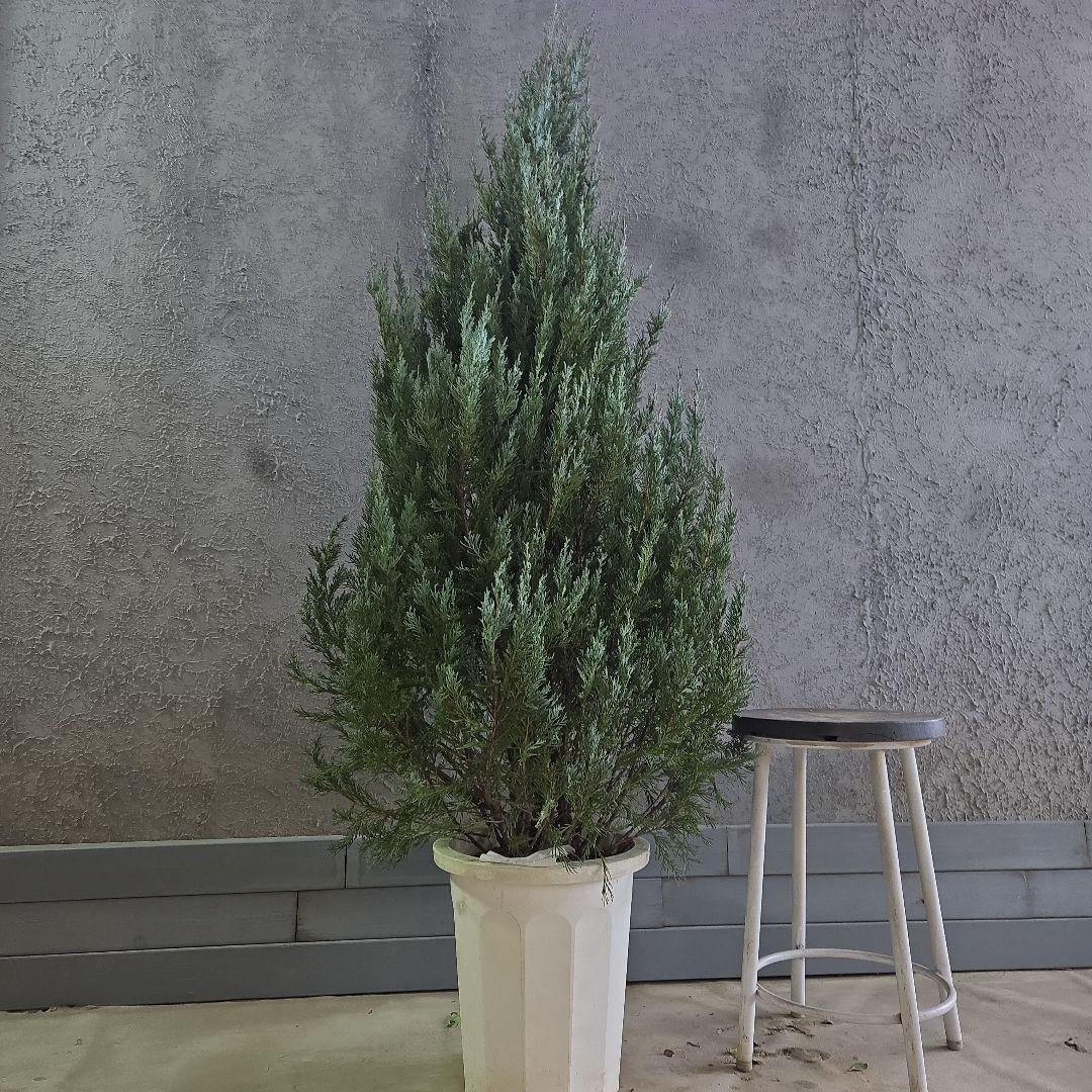 コニファー　ムーングロー　10号　特大苗木最高等級　初売り‼️