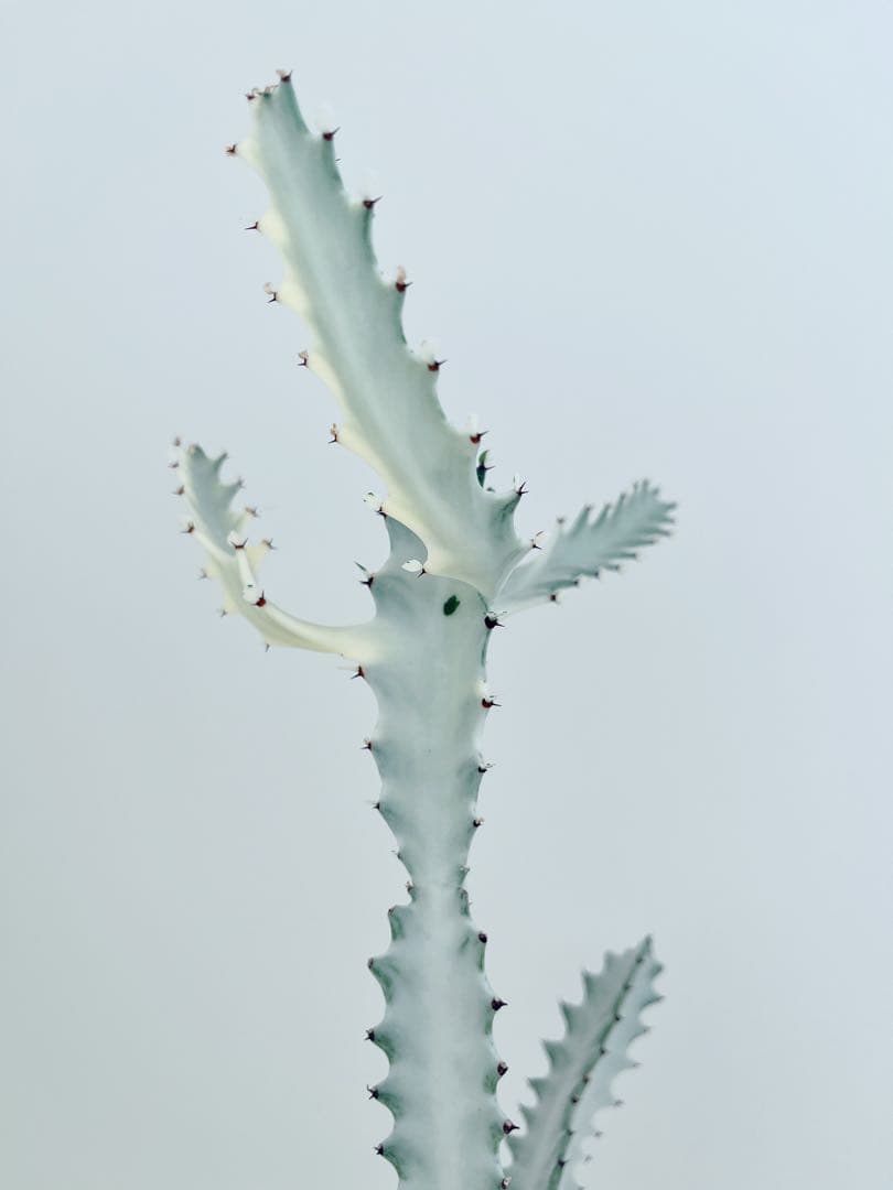 ホワイトゴースト　ユーフォルビア　　インテリアグリーン　サボテン　大型