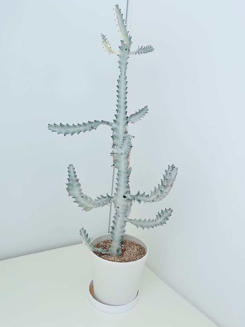 ホワイトゴースト　ユーフォルビア　　インテリアグリーン　サボテン　大型