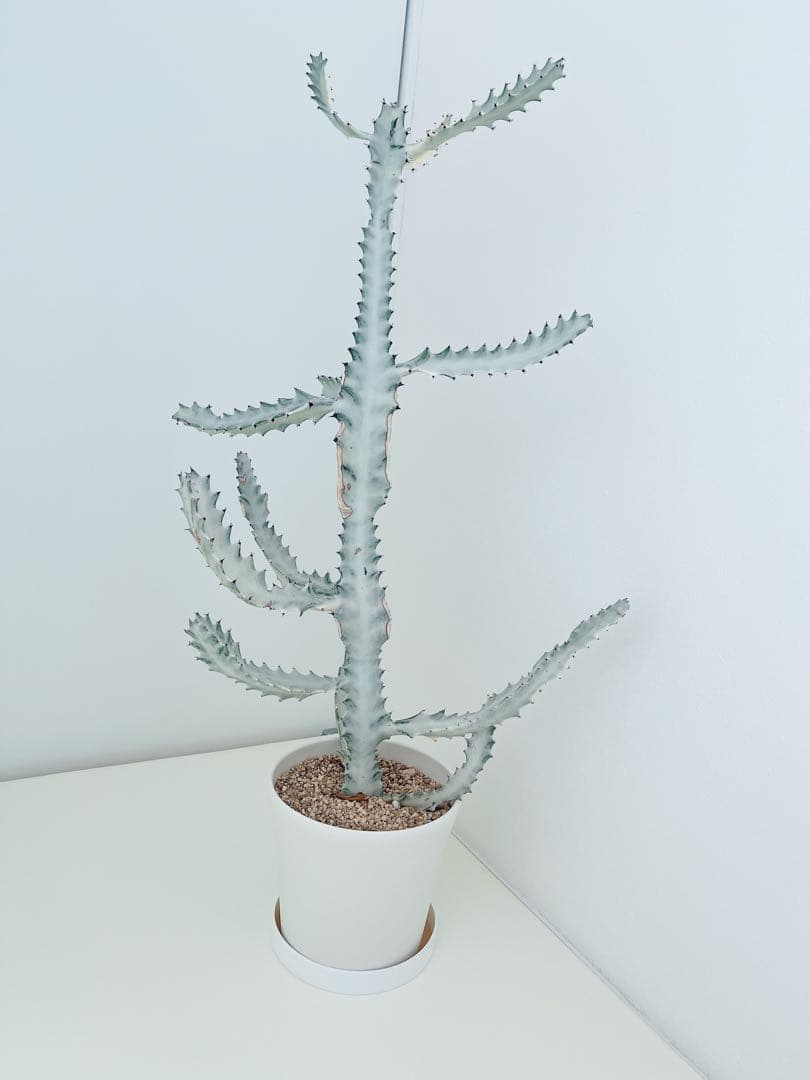 ホワイトゴースト　ユーフォルビア　　インテリアグリーン　サボテン　大型