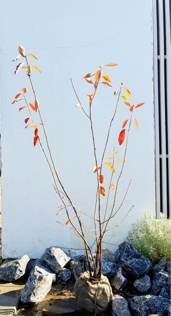 逸品 ジューンベリー株立ち 1.6M(鉢底から)品番⑴