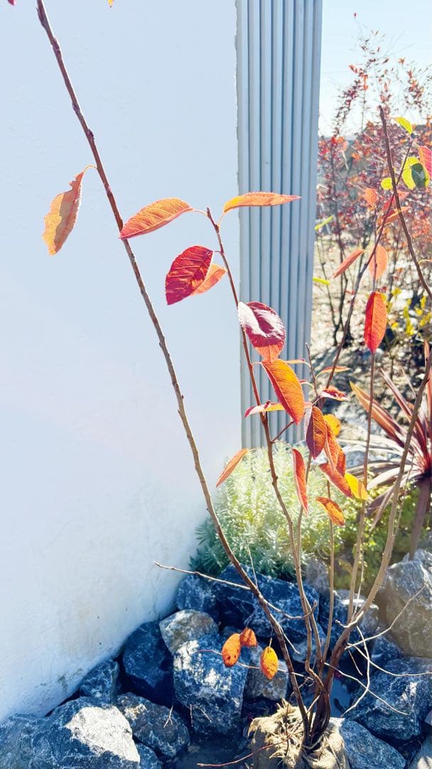 逸品 ジューンベリー株立ち 1.6M(鉢底から)品番⑴