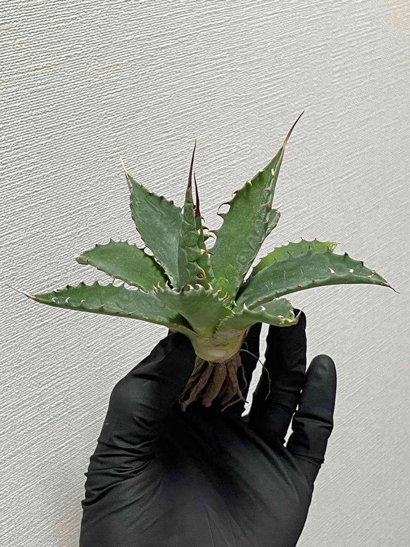 ジェレミー産 アガベ エボリスピナ×シャウィー ハイブリッド US株