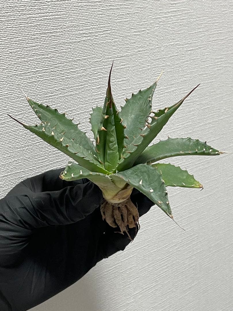 ジェレミー産 アガベ エボリスピナ×シャウィー ハイブリッド US株