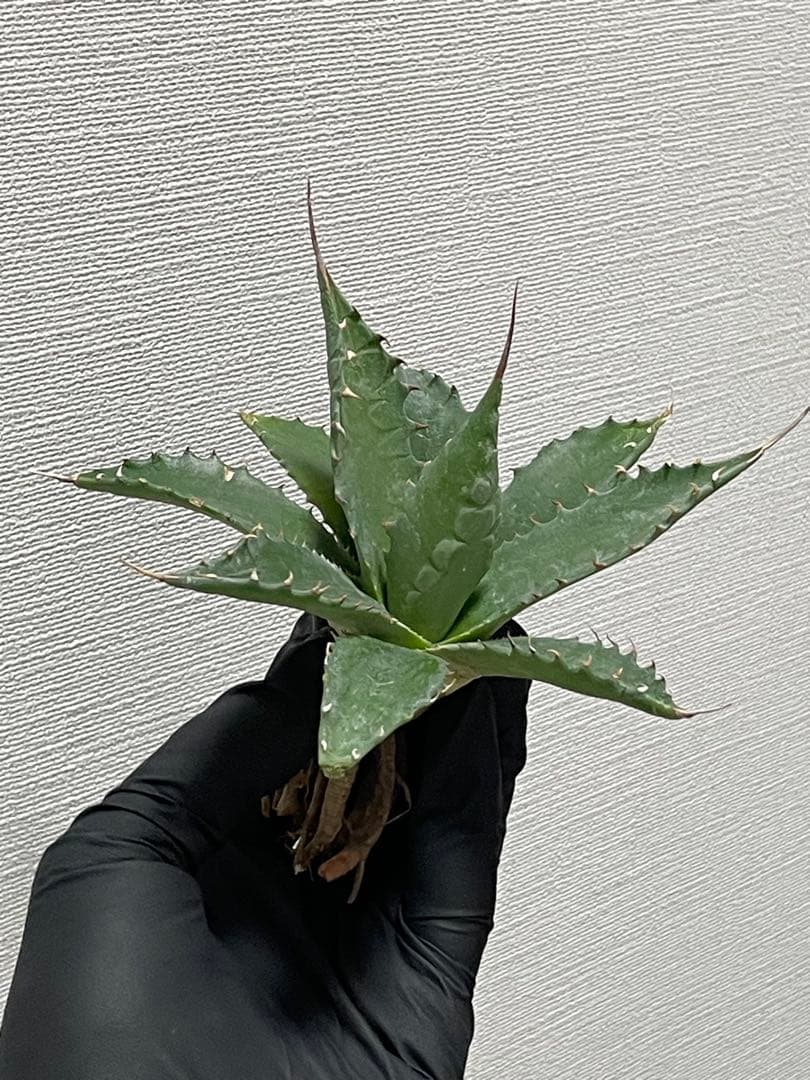 ジェレミー産 アガベ エボリスピナ×シャウィー ハイブリッド US株