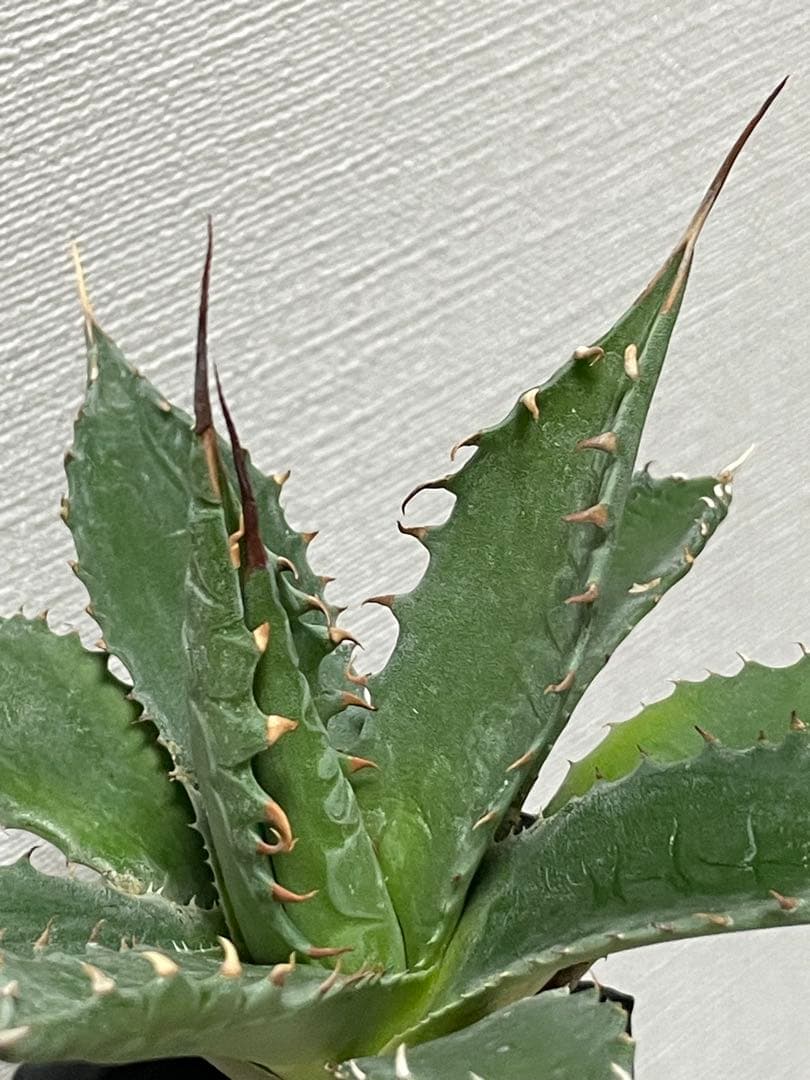 ジェレミー産 アガベ エボリスピナ×シャウィー ハイブリッド US株