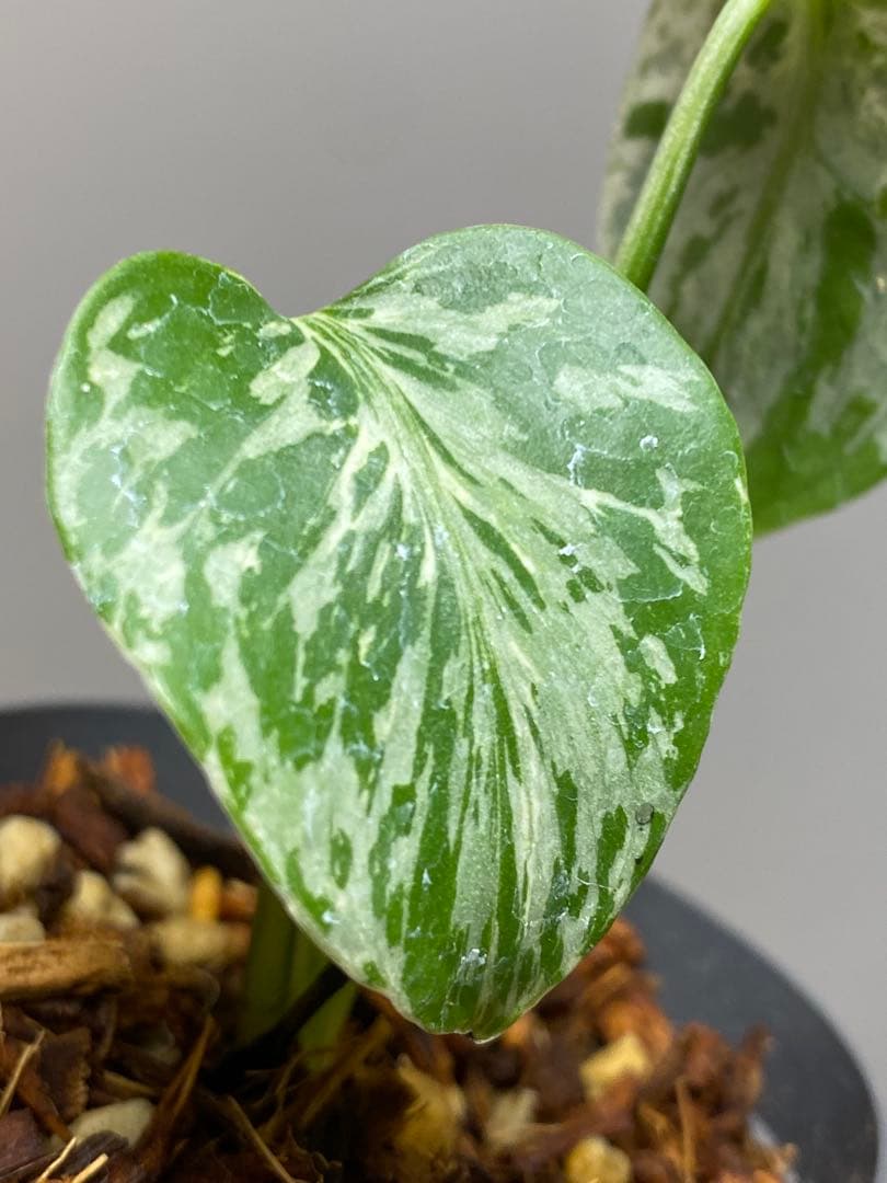 将来有望株‼️】モンステラ デリシオーサ バルバソー フシギダネ