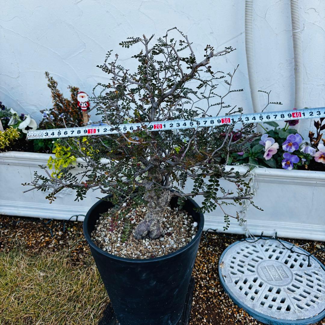 コレクション株】 大株 実生 オペルクリカリア パキプス 雄株 毎年開花