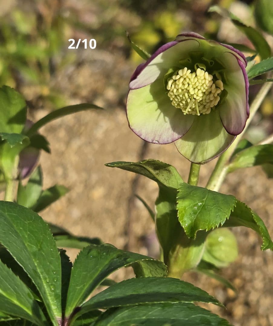 クリスマスローズ　ムルチ系ヒデコートhyb 大木ナーセリー