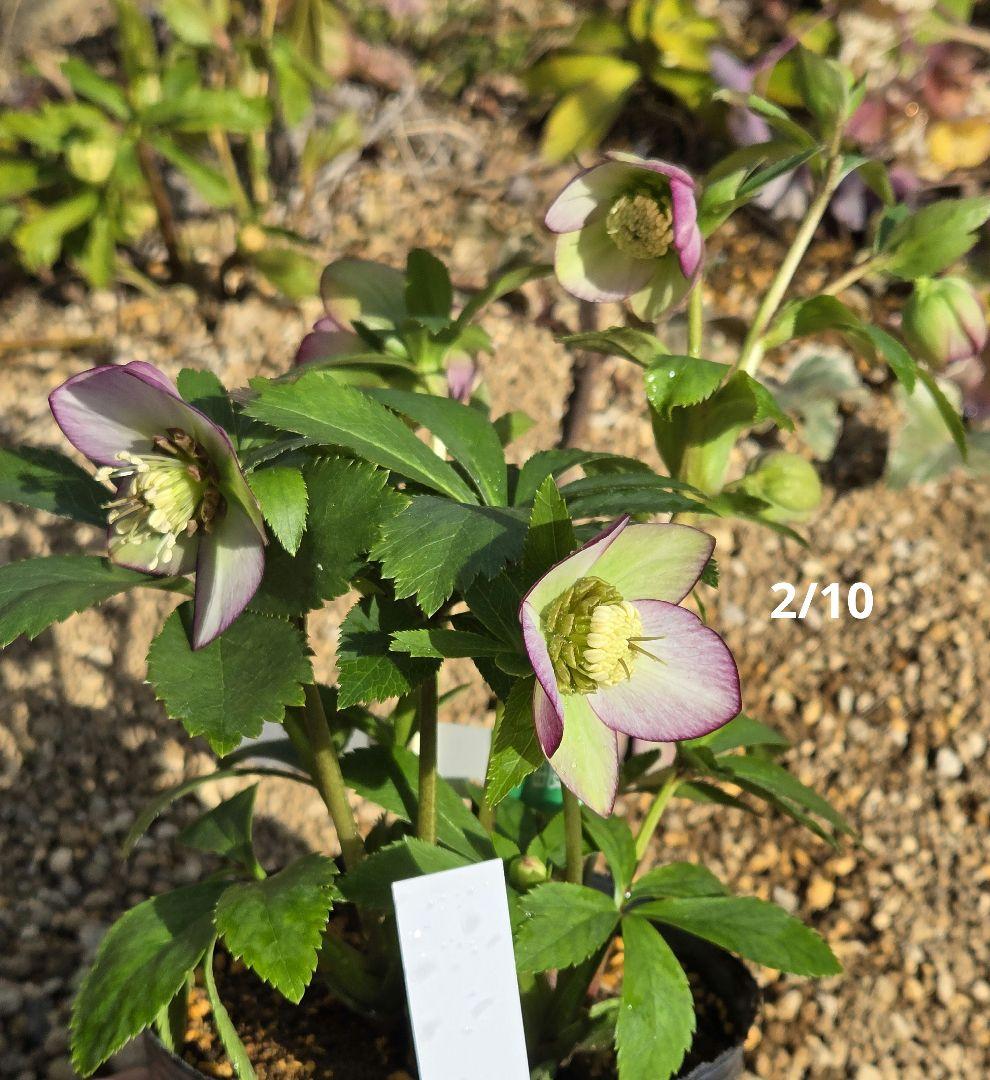 クリスマスローズ　ムルチ系ヒデコートhyb 大木ナーセリー