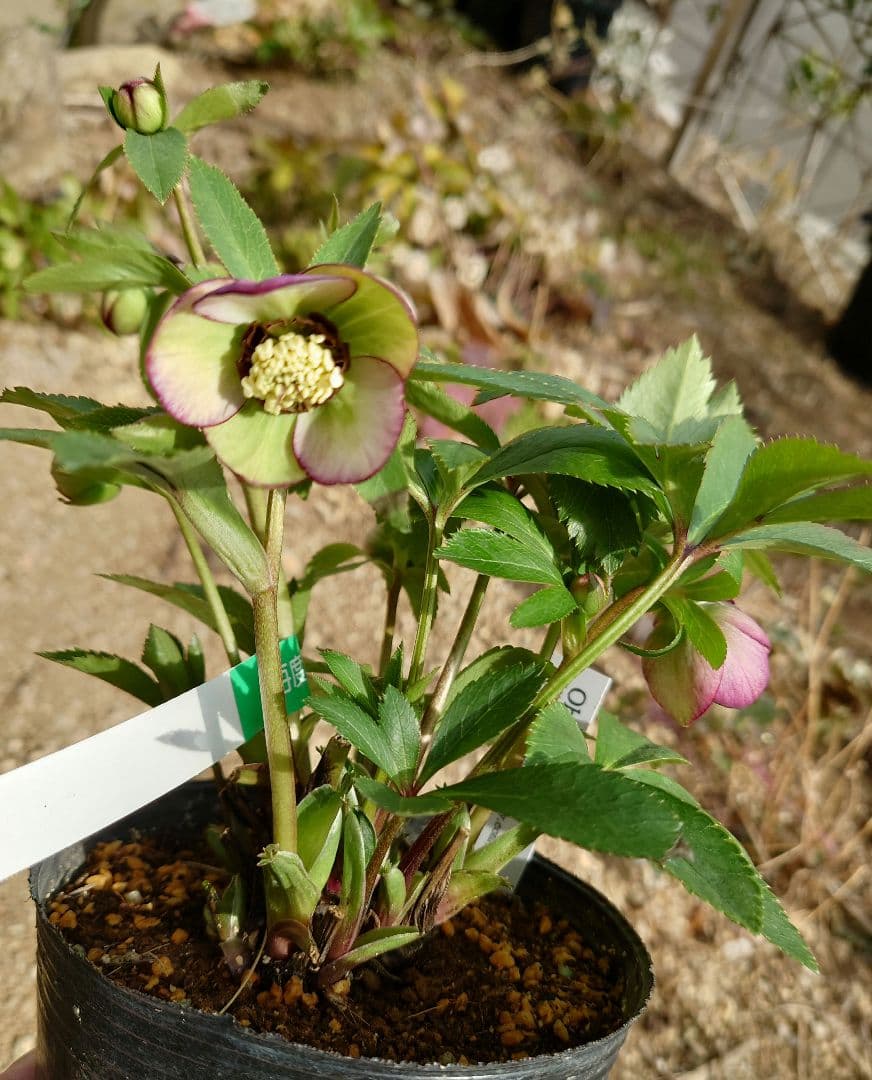 クリスマスローズ　ムルチ系ヒデコートhyb 大木ナーセリー