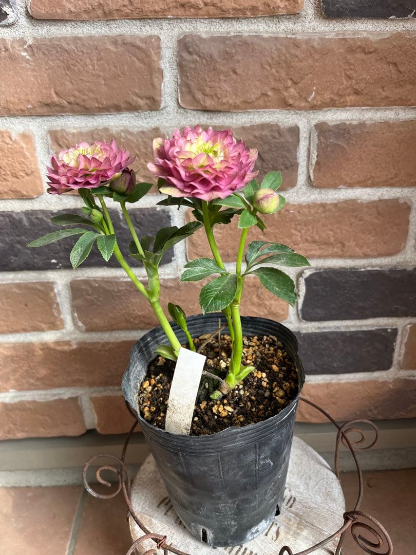 クリスマスローズ　加藤農園　開花株