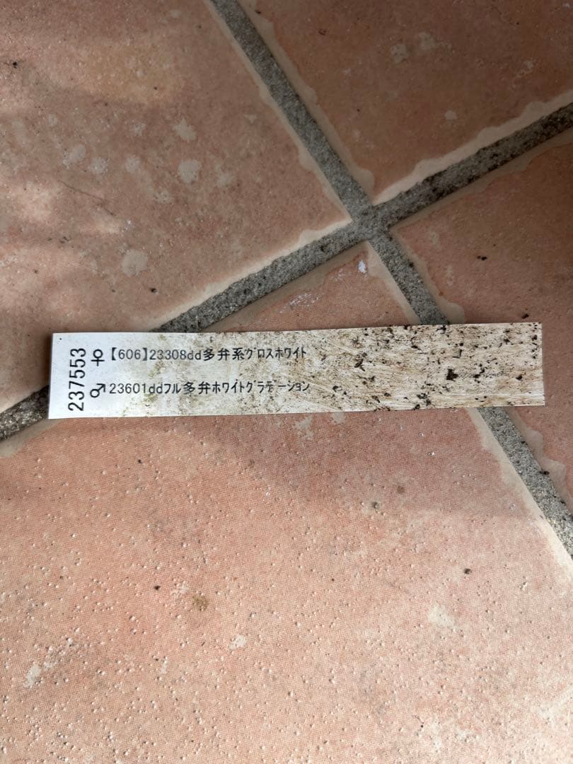 クリスマスローズ　加藤農園　開花株