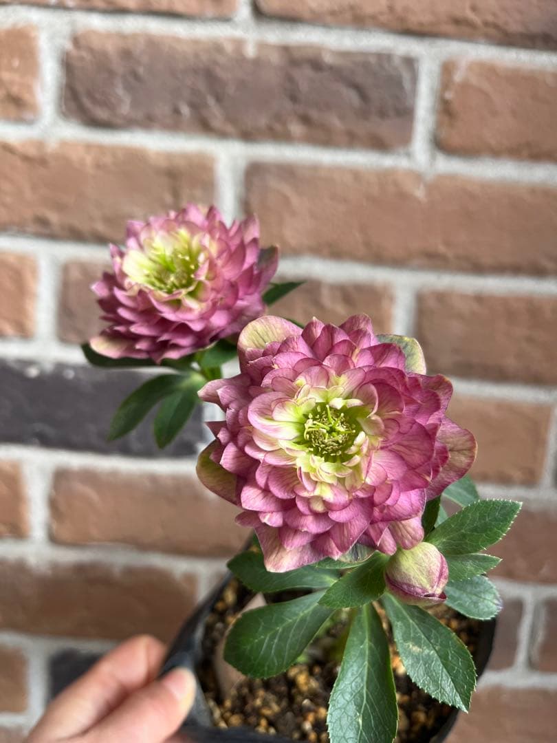 クリスマスローズ　加藤農園　開花株