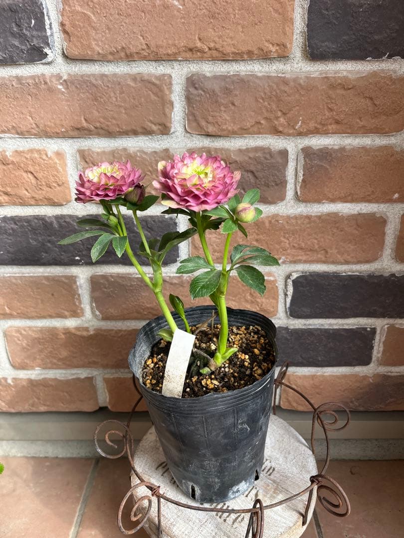 クリスマスローズ　加藤農園　開花株