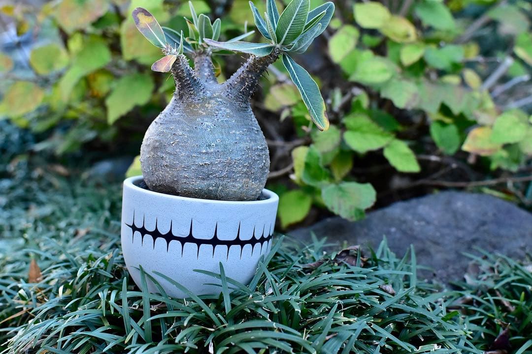 【休眠中】パキポディウム・グラキリス 現地球 VALIEM⑦