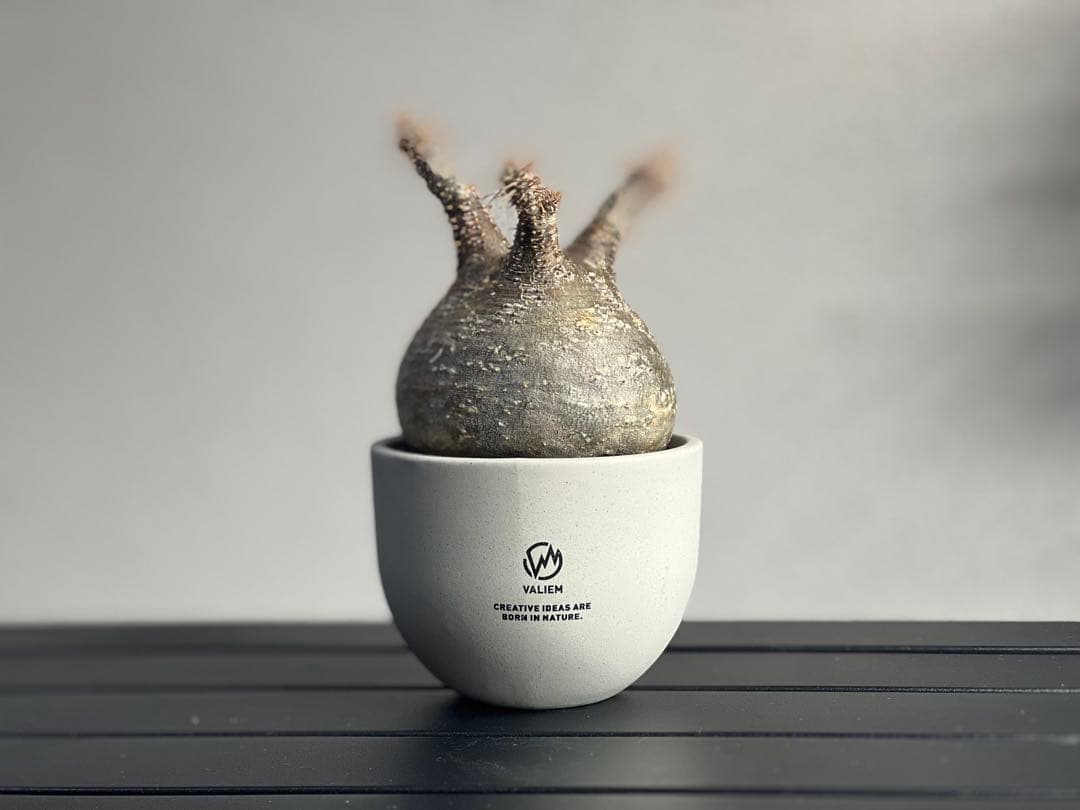 【休眠中】パキポディウム・グラキリス 現地球 VALIEM⑦